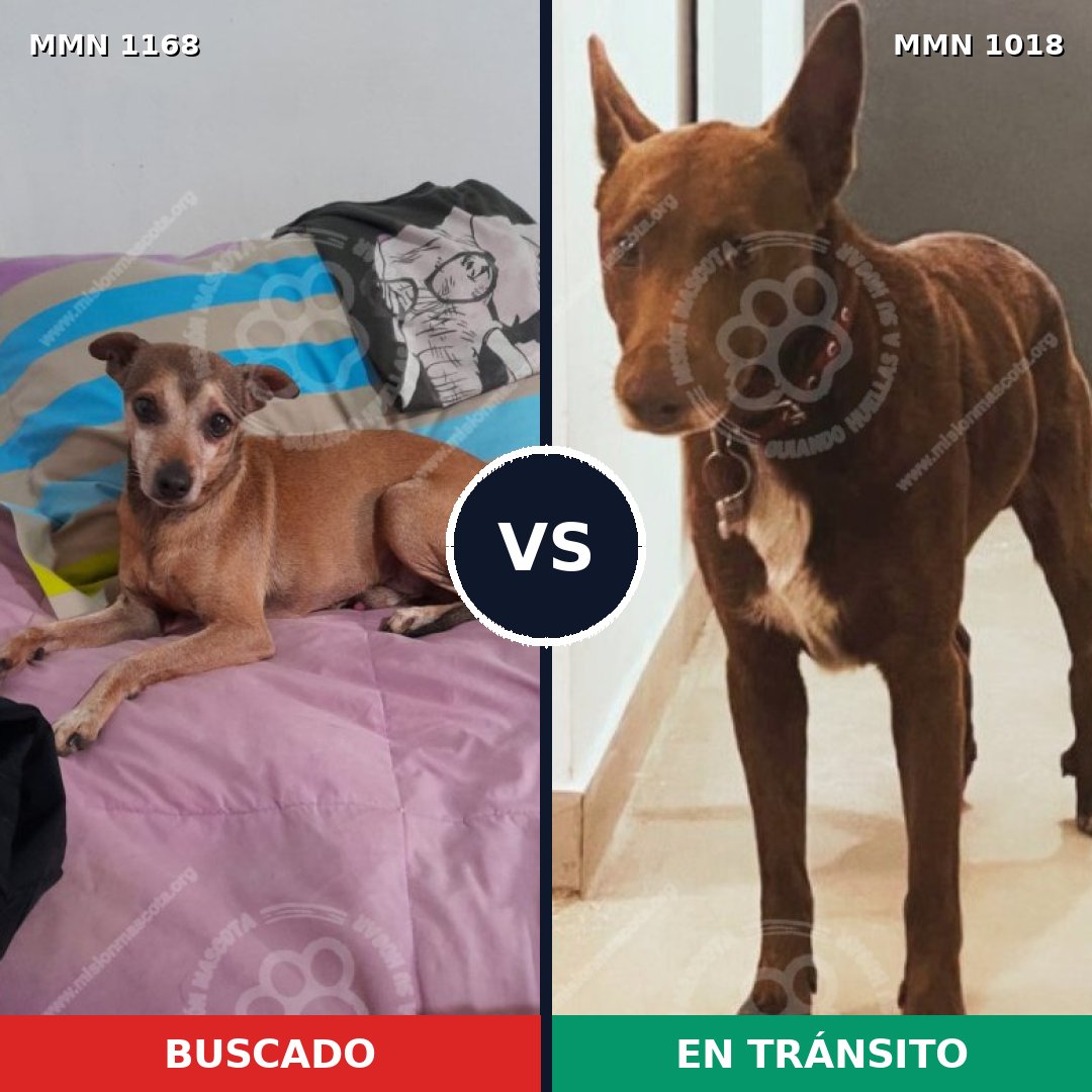 Comparativa MMS 17699: mascota perdida y mascota encontrada, 52% de similitud