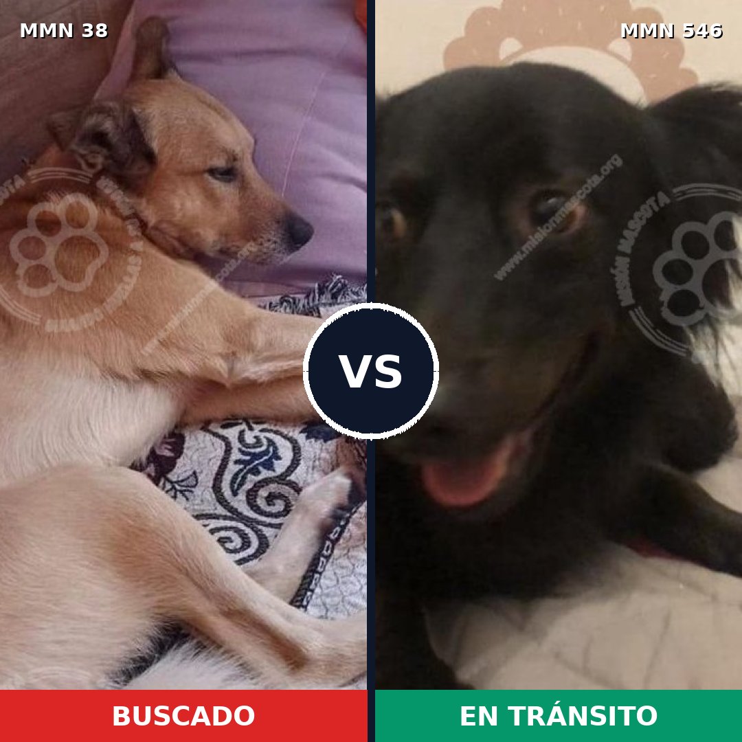 Comparativa MMS 177: mascota perdida y mascota encontrada, 53% de similitud