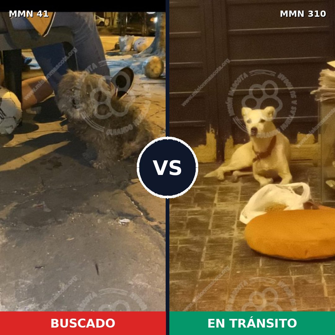 Comparativa MMS 1770: mascota perdida y mascota encontrada, 62% de similitud