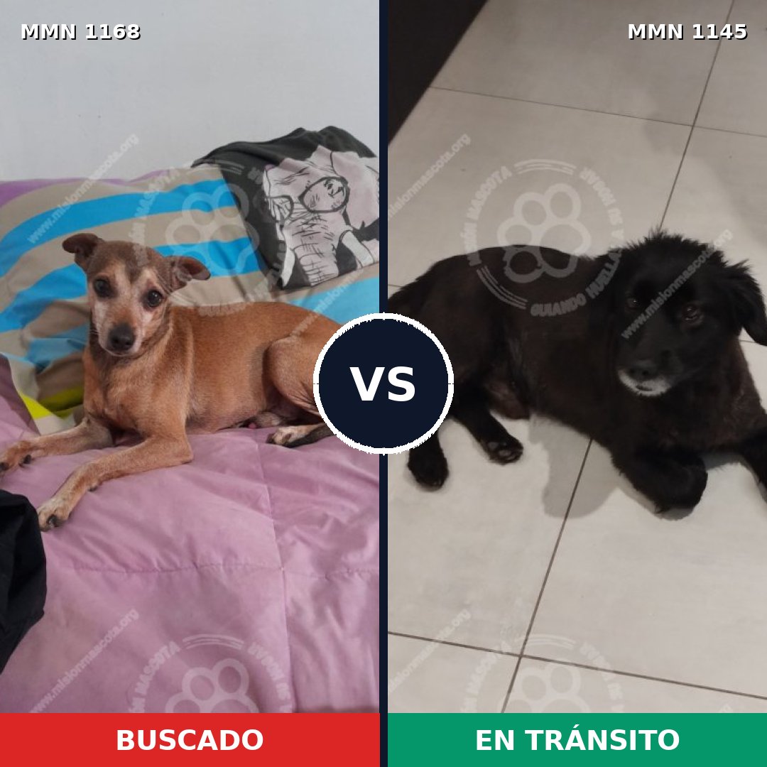 Comparativa MMS 17702: mascota perdida y mascota encontrada, 44% de similitud