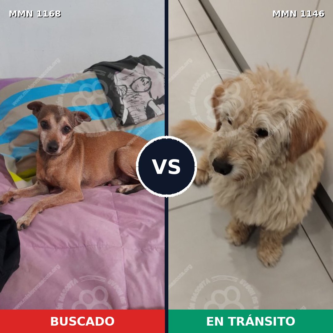 Comparativa MMS 17703: mascota perdida y mascota encontrada, 46% de similitud