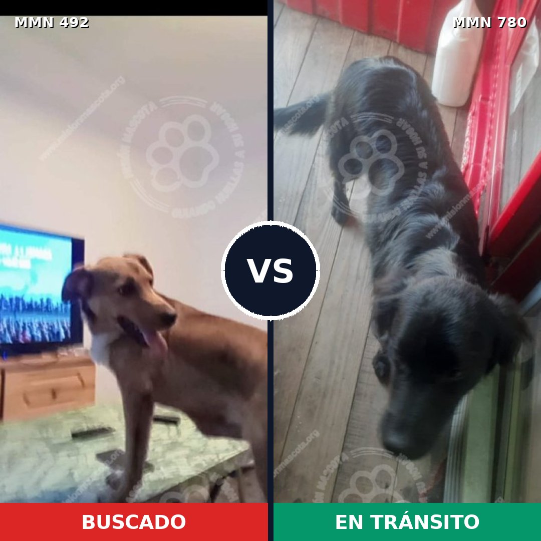 Comparativa MMS 17705: mascota perdida y mascota encontrada, 50% de similitud