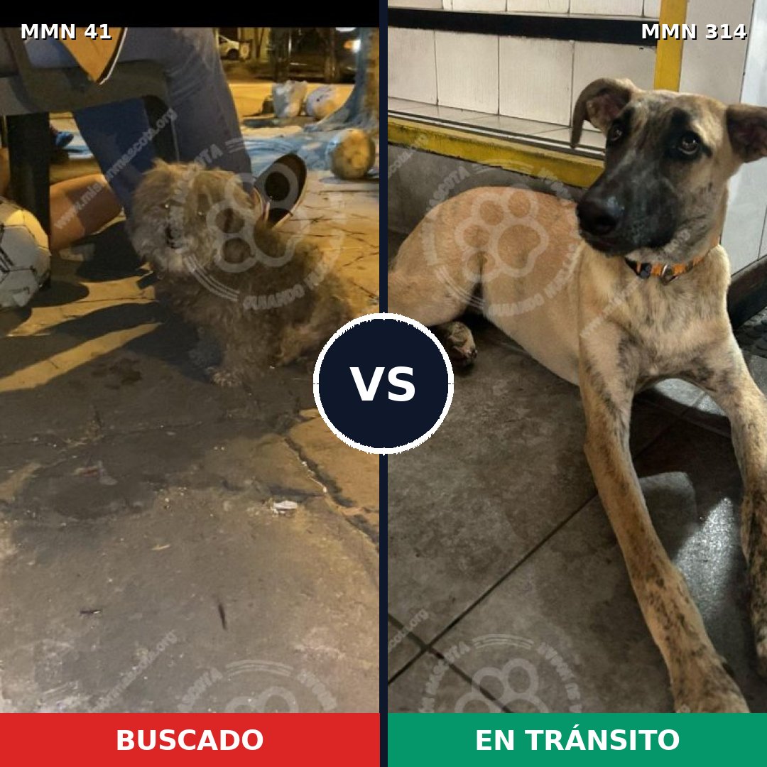 Comparativa MMS 1771: mascota perdida y mascota encontrada, 46% de similitud