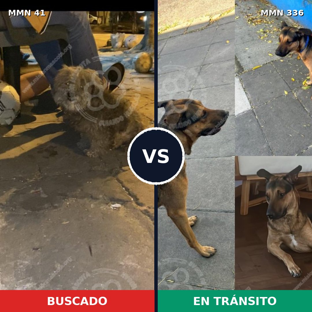 Comparativa MMS 1772: mascota perdida y mascota encontrada, 63% de similitud
