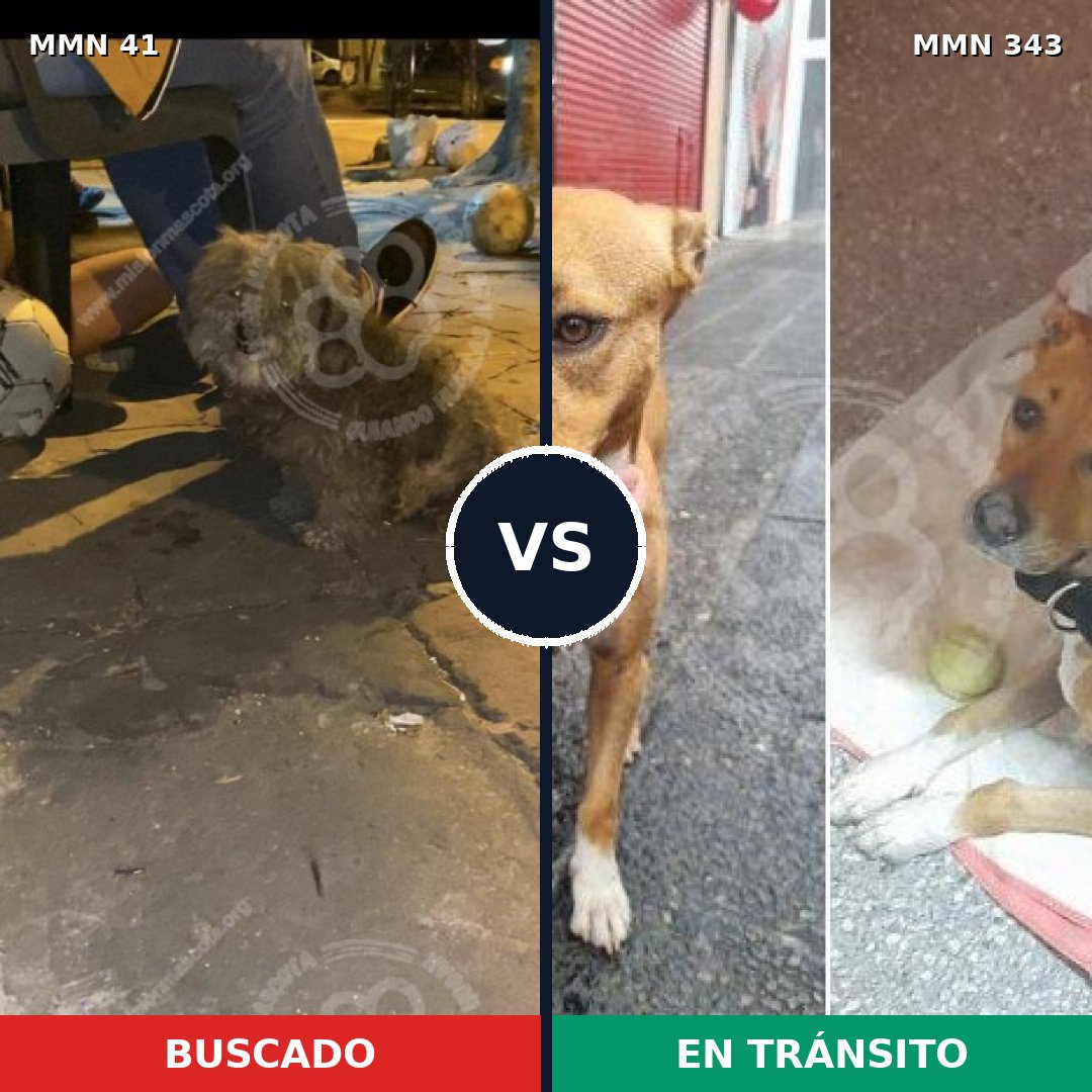 Comparativa MMS 1773: mascota perdida y mascota encontrada, 62% de similitud