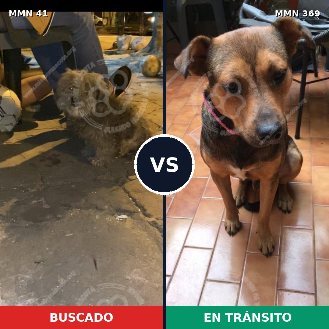 Comparativa MMS 1774: mascota perdida y mascota encontrada, 63% de similitud