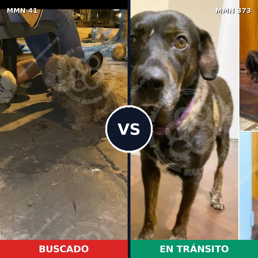 Comparativa MMS 1775: mascota perdida y mascota encontrada, 56% de similitud
