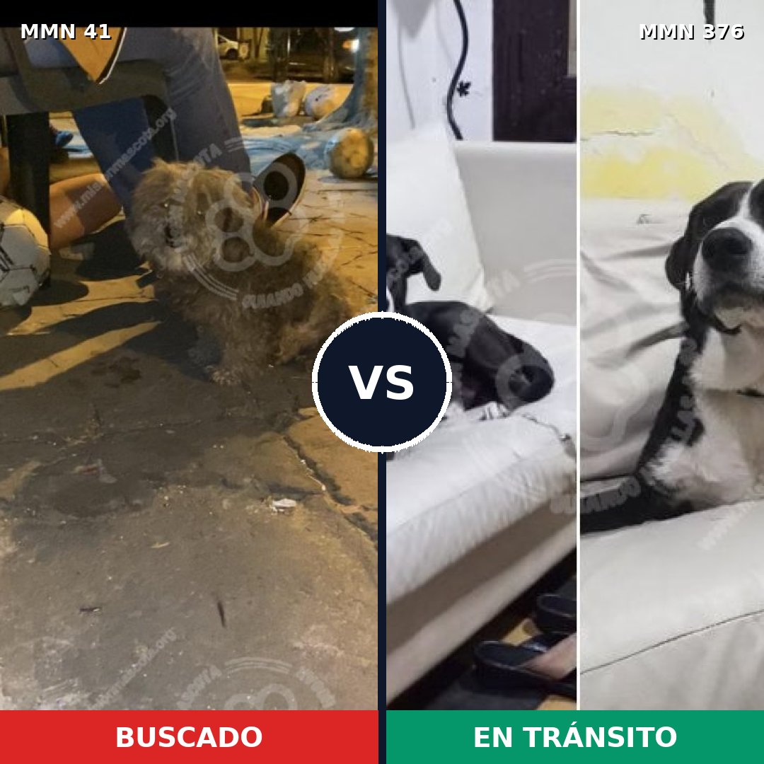 Comparativa MMS 1776: mascota perdida y mascota encontrada, 64% de similitud