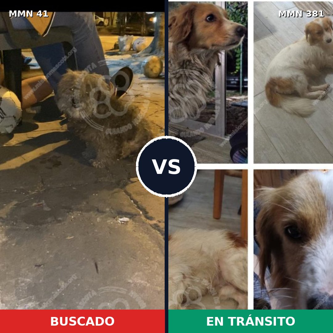 Comparativa MMS 1778: mascota perdida y mascota encontrada, 63% de similitud