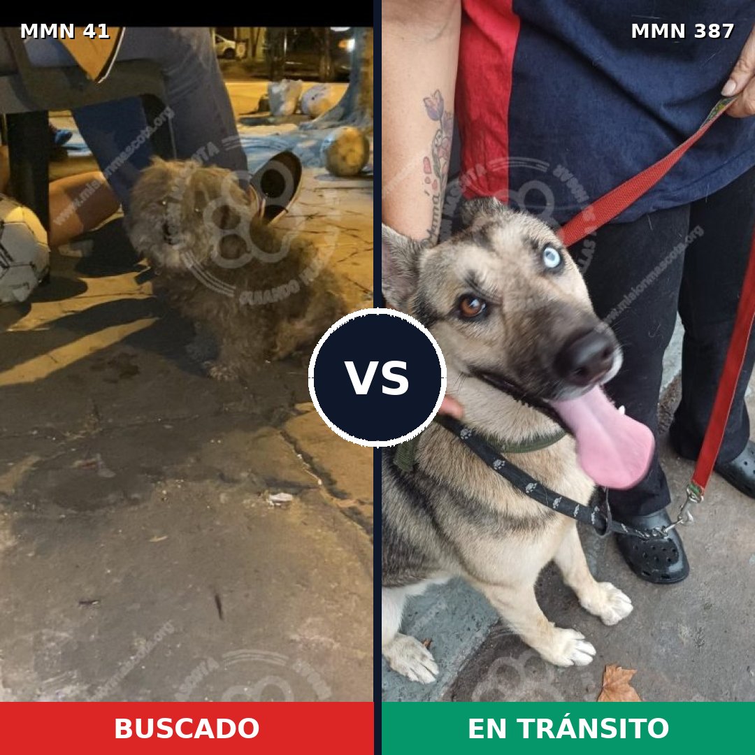 Comparativa MMS 1779: mascota perdida y mascota encontrada, 35% de similitud