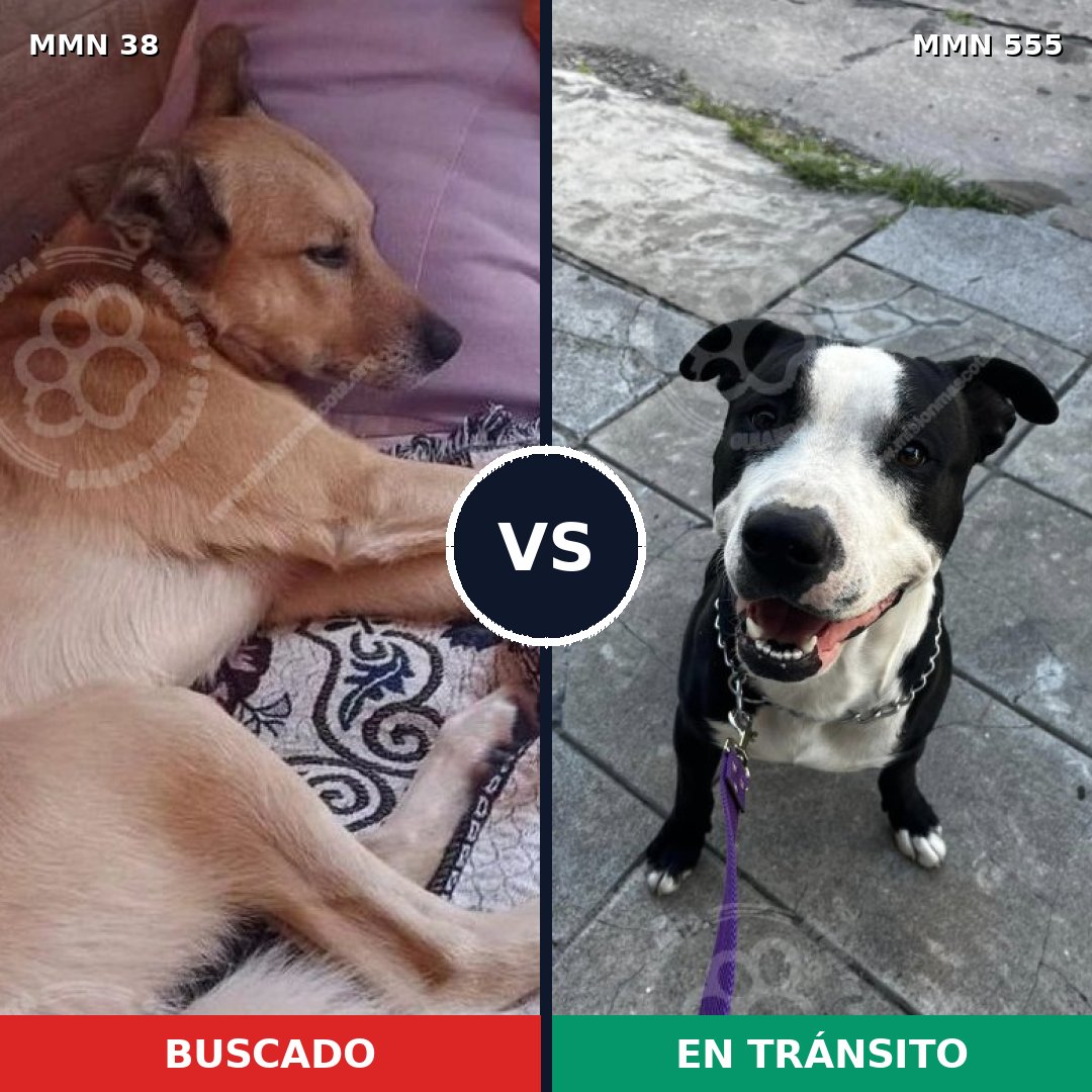 Comparativa MMS 178: mascota perdida y mascota encontrada, 36% de similitud
