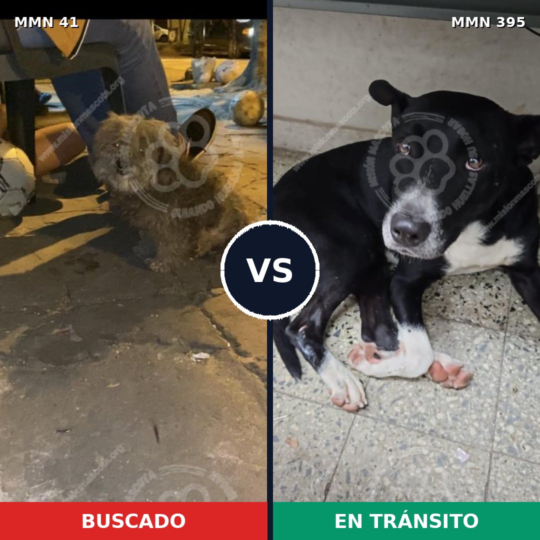 Comparativa MMS 1780: mascota perdida y mascota encontrada, 62% de similitud