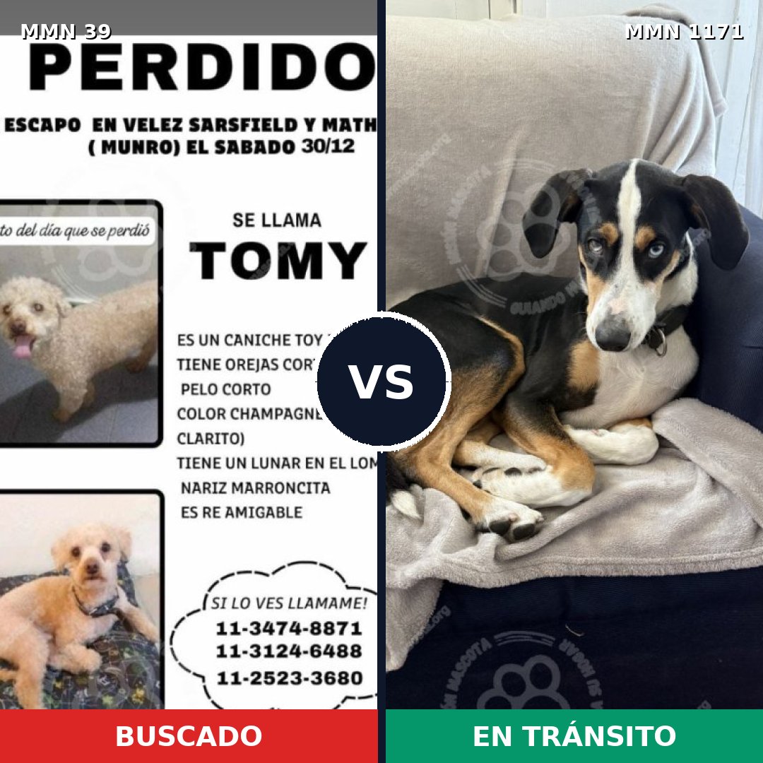 Comparativa MMS 17804: mascota perdida y mascota encontrada, 23% de similitud