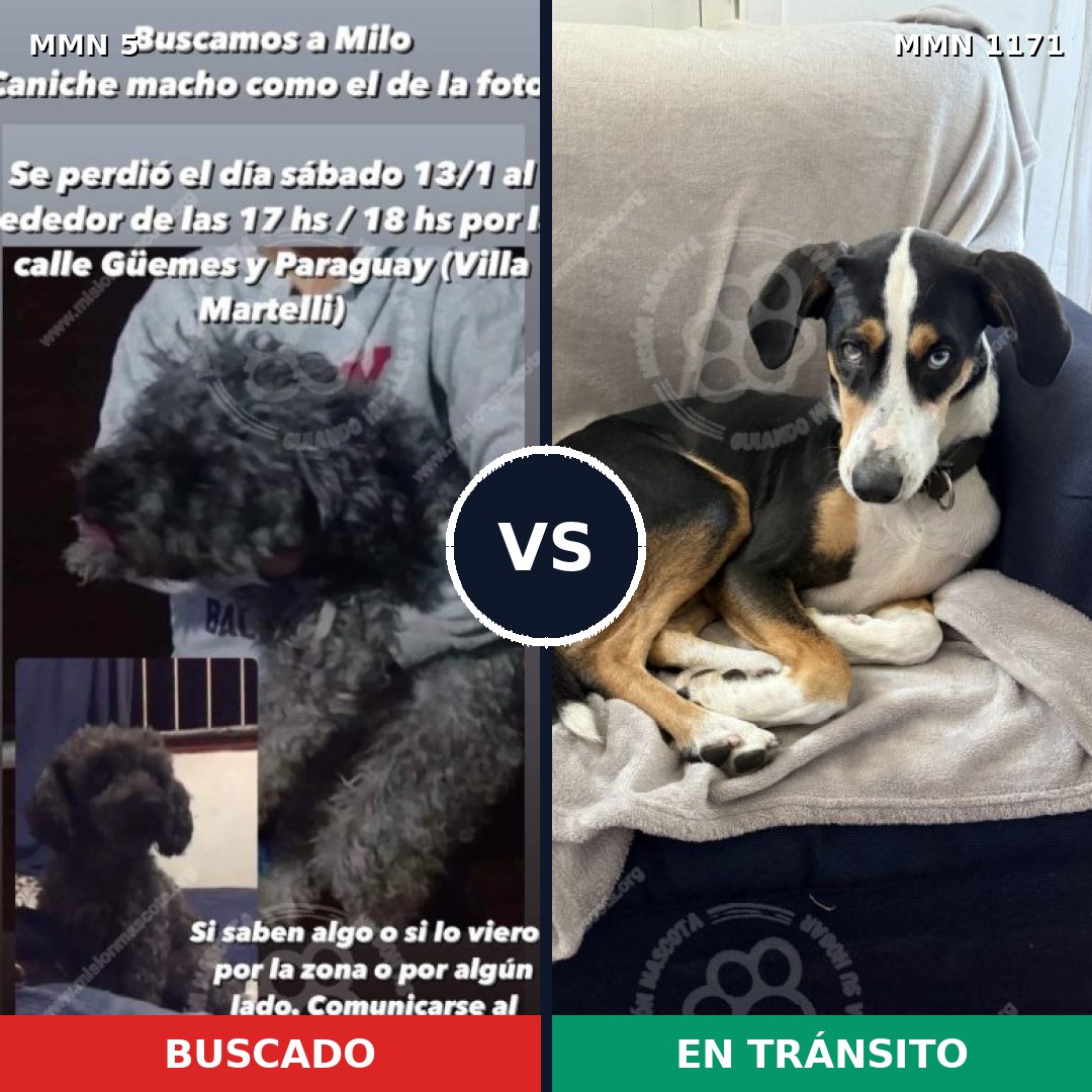 Comparativa MMS 17807: mascota perdida y mascota encontrada, 43% de similitud