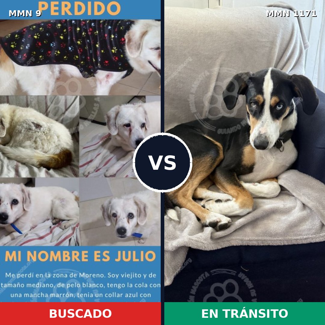 Comparativa MMS 17808: mascota perdida y mascota encontrada, 67% de similitud