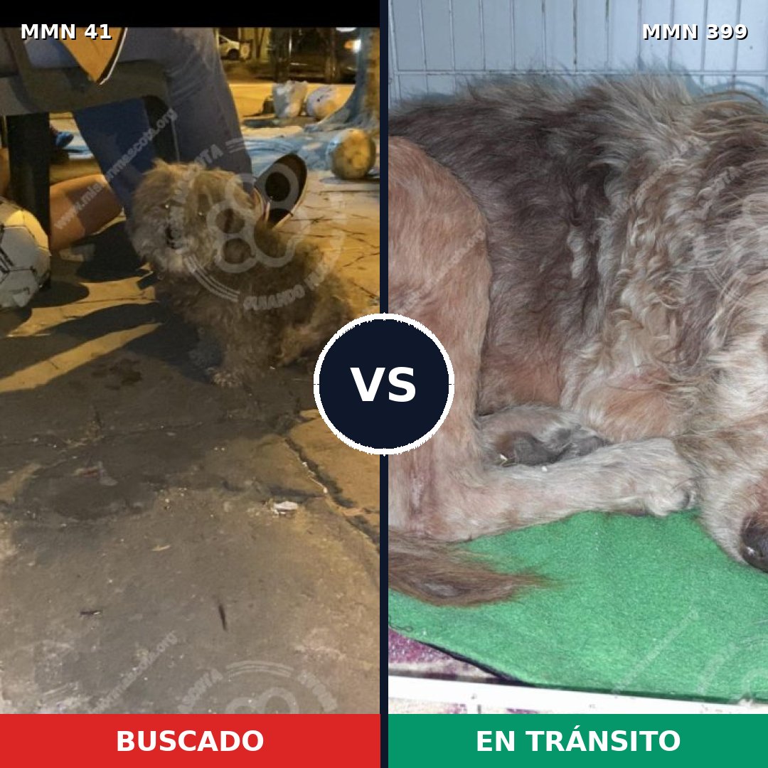 Comparativa MMS 1781: mascota perdida y mascota encontrada, 59% de similitud