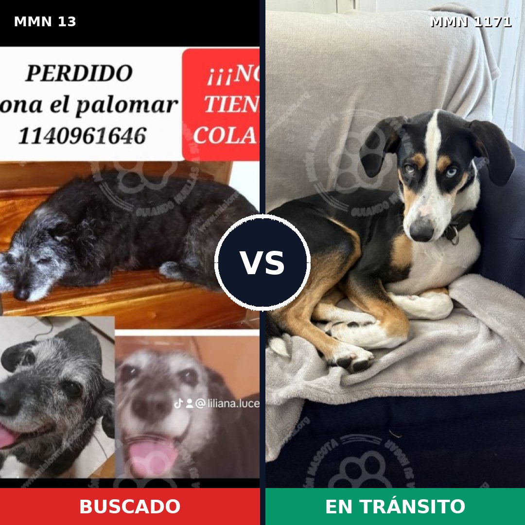 Comparativa MMS 17810: mascota perdida y mascota encontrada, 69% de similitud