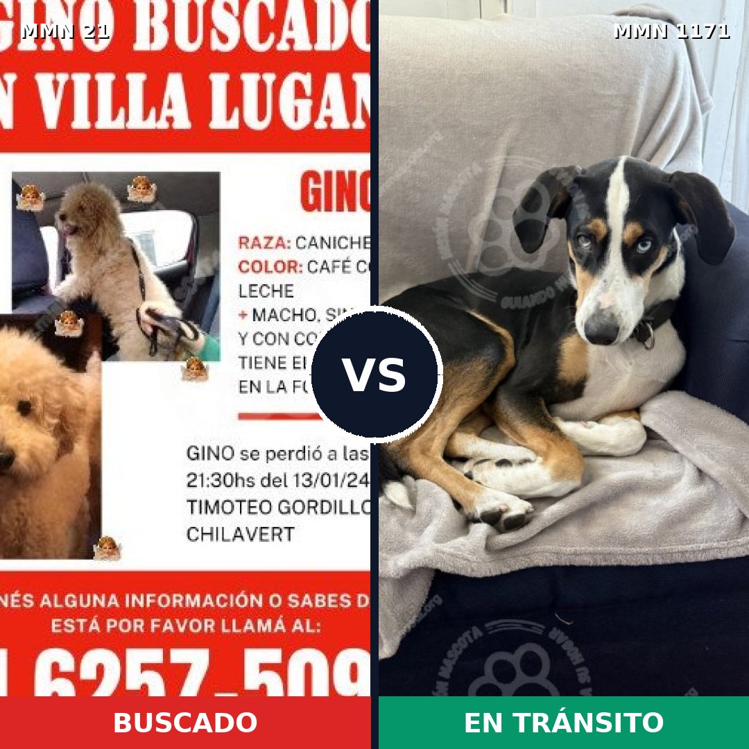 Comparativa MMS 17814: mascota perdida y mascota encontrada, 36% de similitud
