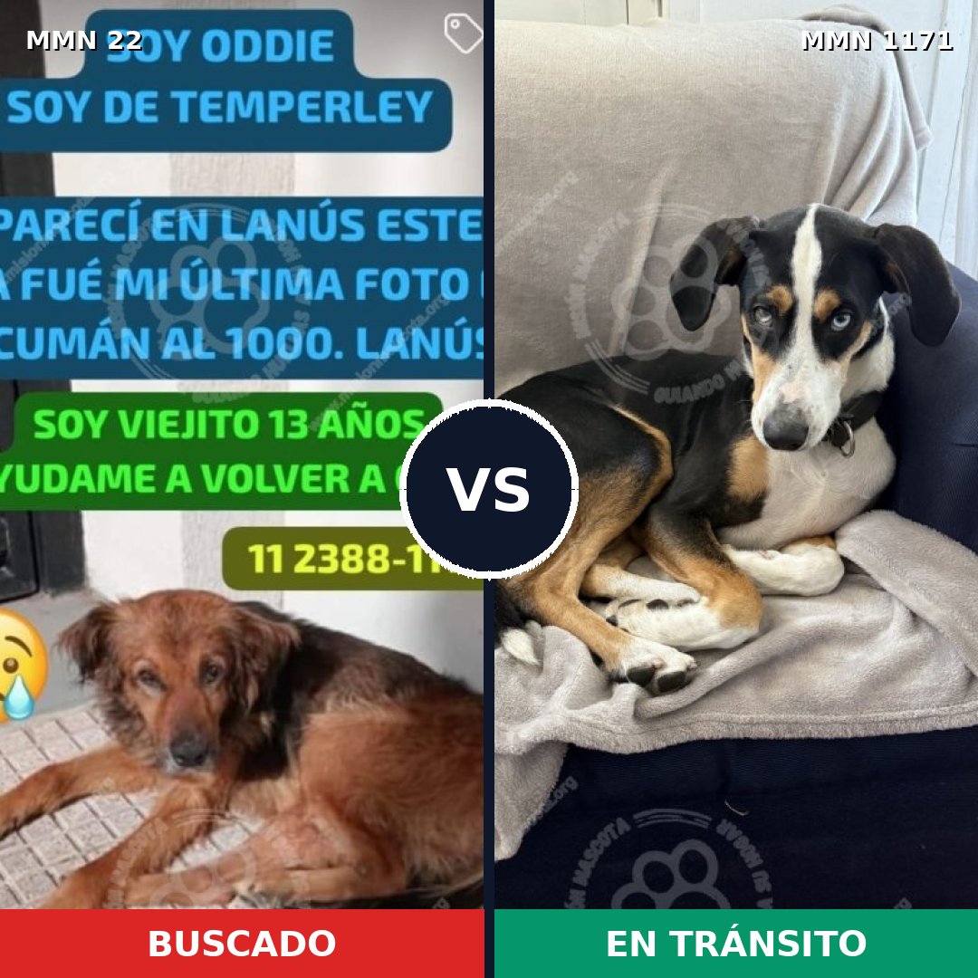 Comparativa MMS 17815: mascota perdida y mascota encontrada, 62% de similitud