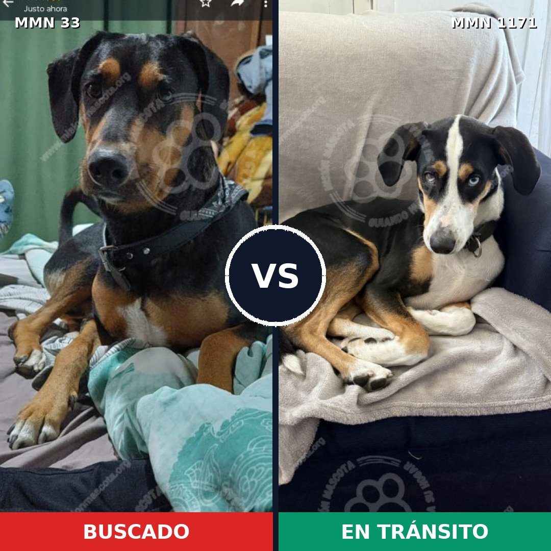 Comparativa MMS 17816: mascota perdida y mascota encontrada, 61% de similitud