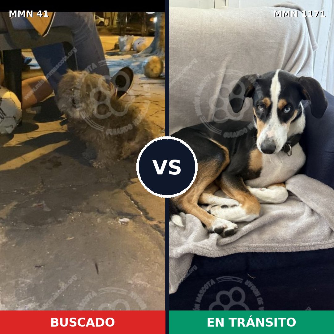 Comparativa MMS 17817: mascota perdida y mascota encontrada, 52% de similitud