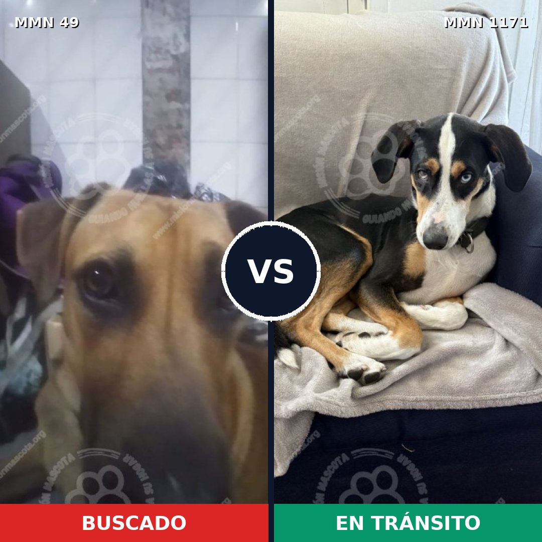 Comparativa MMS 17818: mascota perdida y mascota encontrada, 51% de similitud