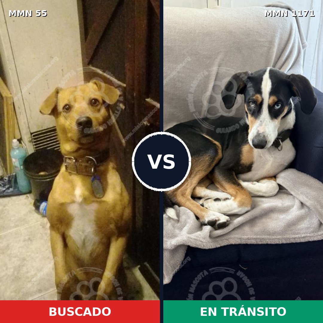 Comparativa MMS 17819: mascota perdida y mascota encontrada, 70% de similitud