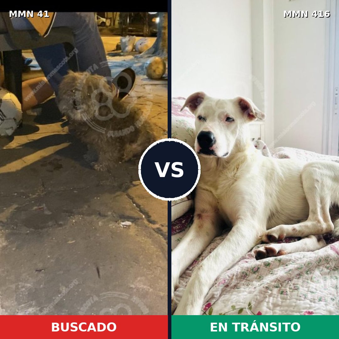 Comparativa MMS 1782: mascota perdida y mascota encontrada, 56% de similitud
