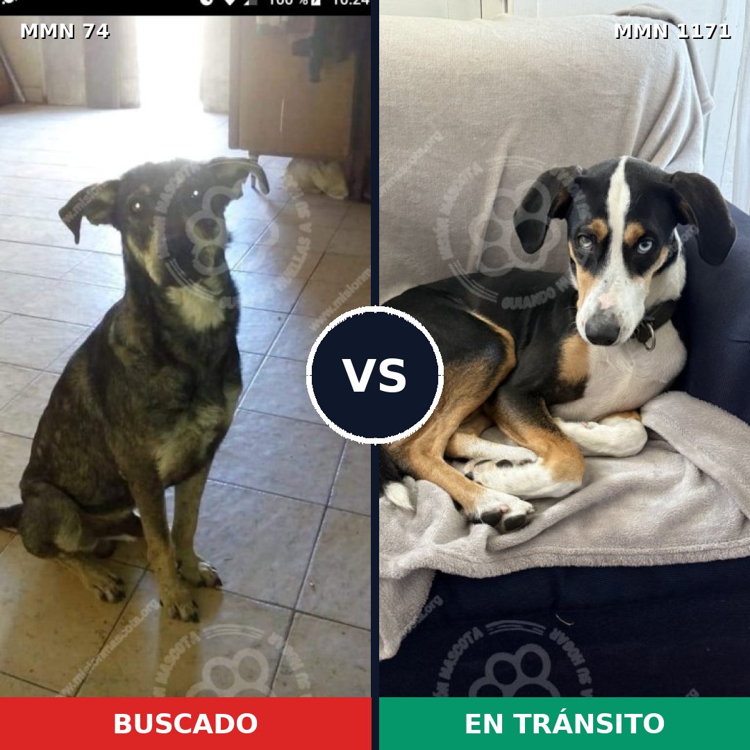 Comparativa MMS 17821: mascota perdida y mascota encontrada, 58% de similitud