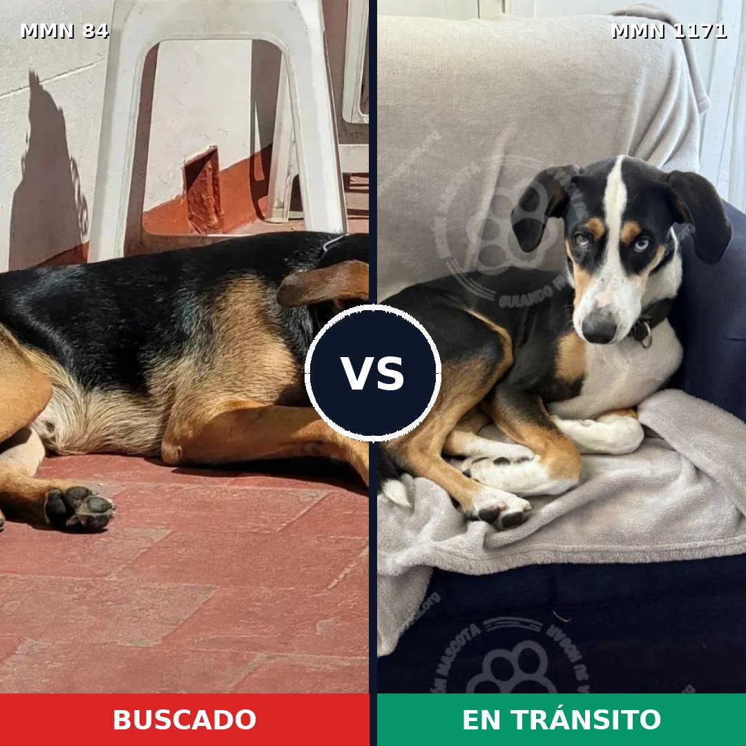 Comparativa MMS 17822: mascota perdida y mascota encontrada, 61% de similitud