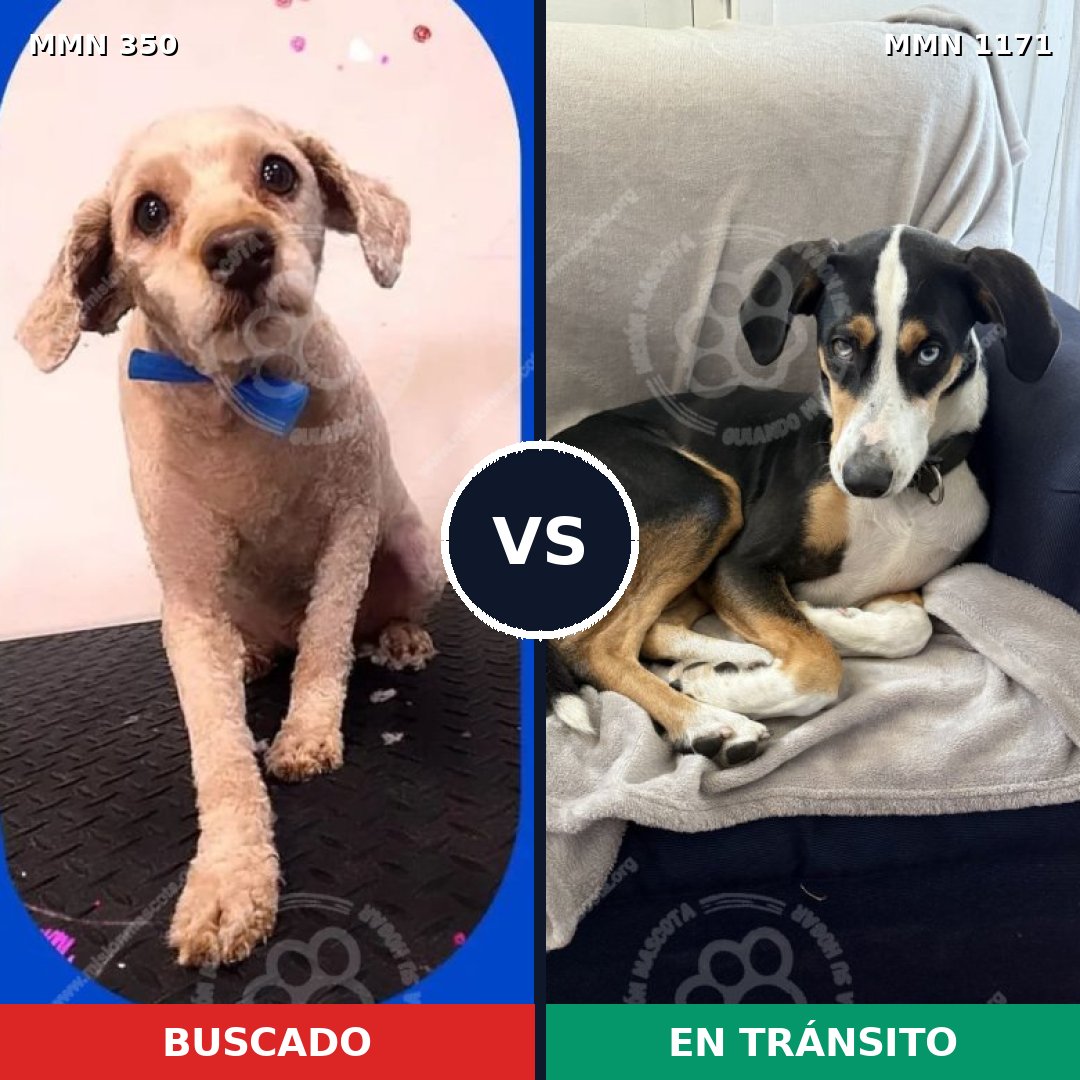 Comparativa MMS 17825: mascota perdida y mascota encontrada, 52% de similitud