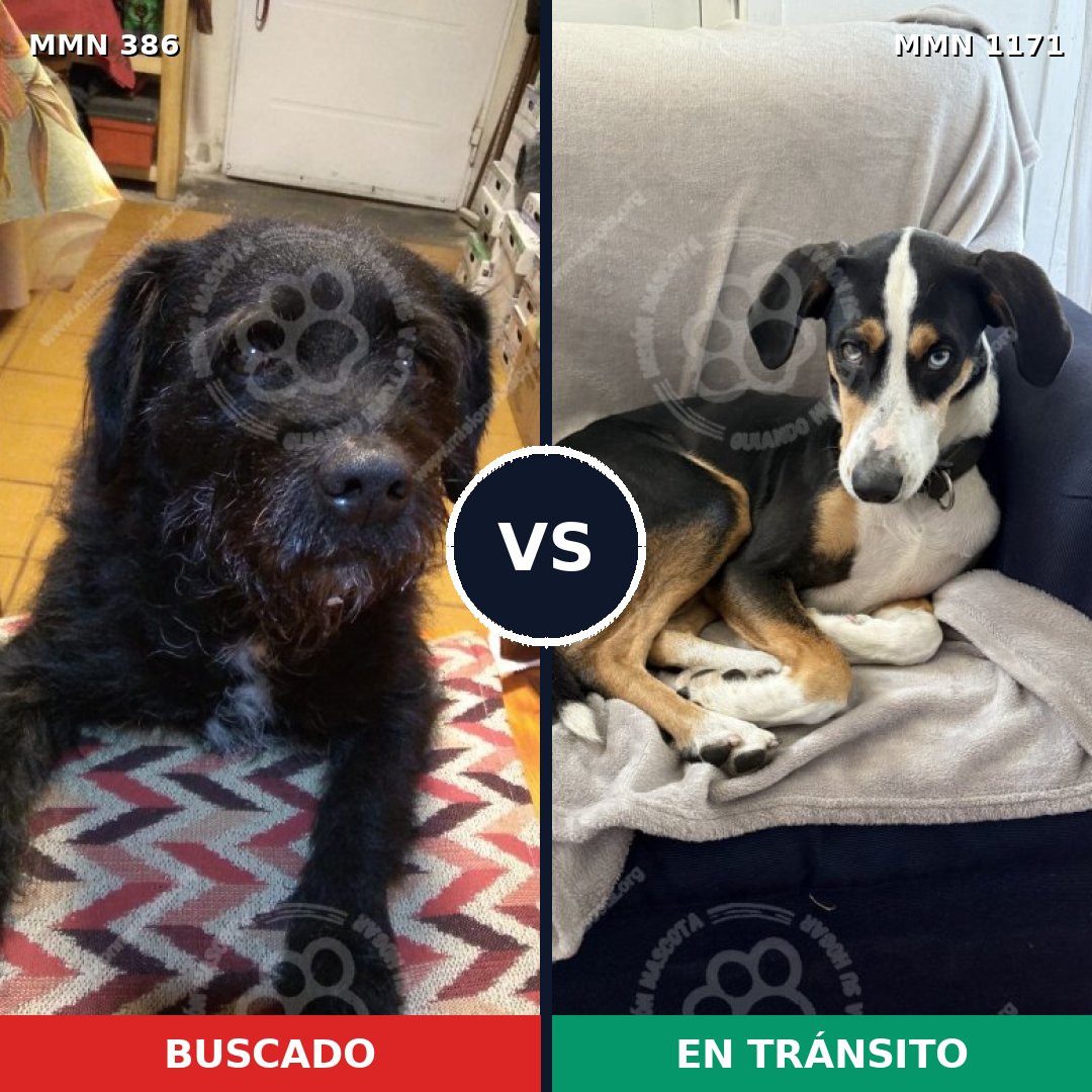 Comparativa MMS 17826: mascota perdida y mascota encontrada, 76% de similitud