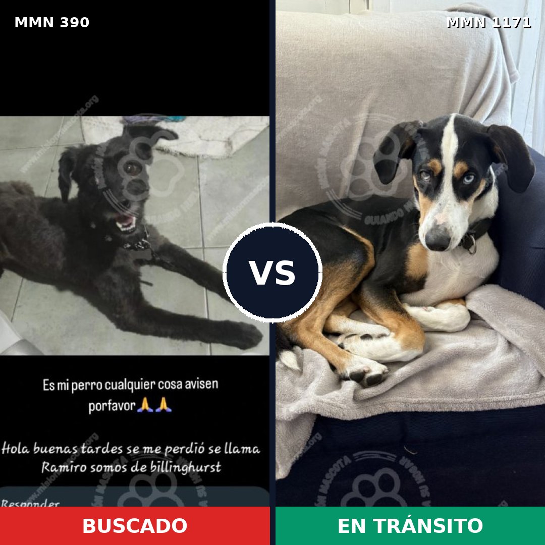Comparativa MMS 17827: mascota perdida y mascota encontrada, 54% de similitud