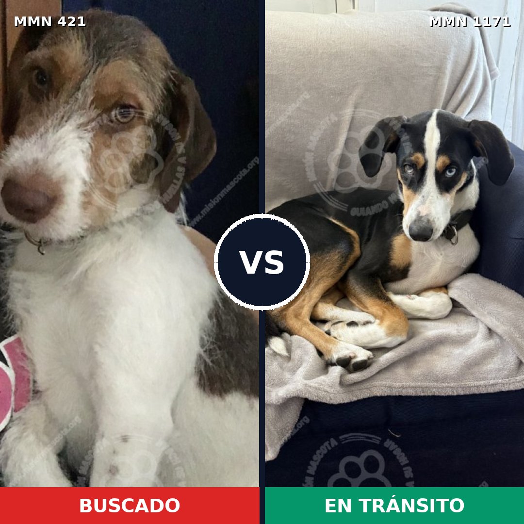 Comparativa MMS 17828: mascota perdida y mascota encontrada, 69% de similitud