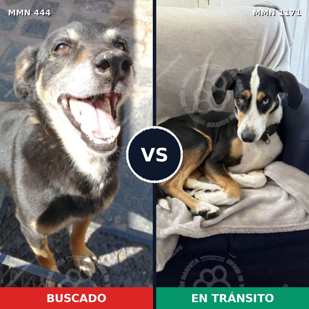Comparativa MMS 17831: mascota perdida y mascota encontrada, 60% de similitud