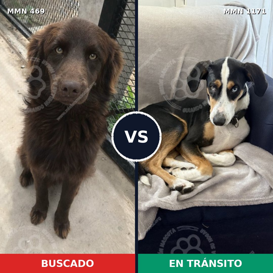 Comparativa MMS 17833: mascota perdida y mascota encontrada, 64% de similitud