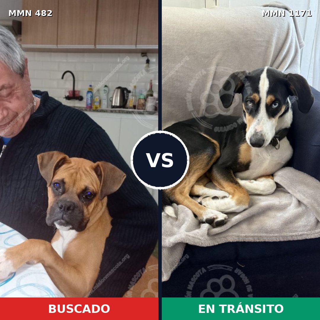 Comparativa MMS 17836: mascota perdida y mascota encontrada, 49% de similitud