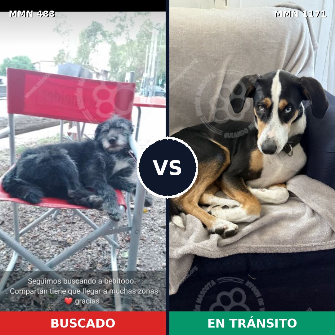 Comparativa MMS 17837: mascota perdida y mascota encontrada, 77% de similitud