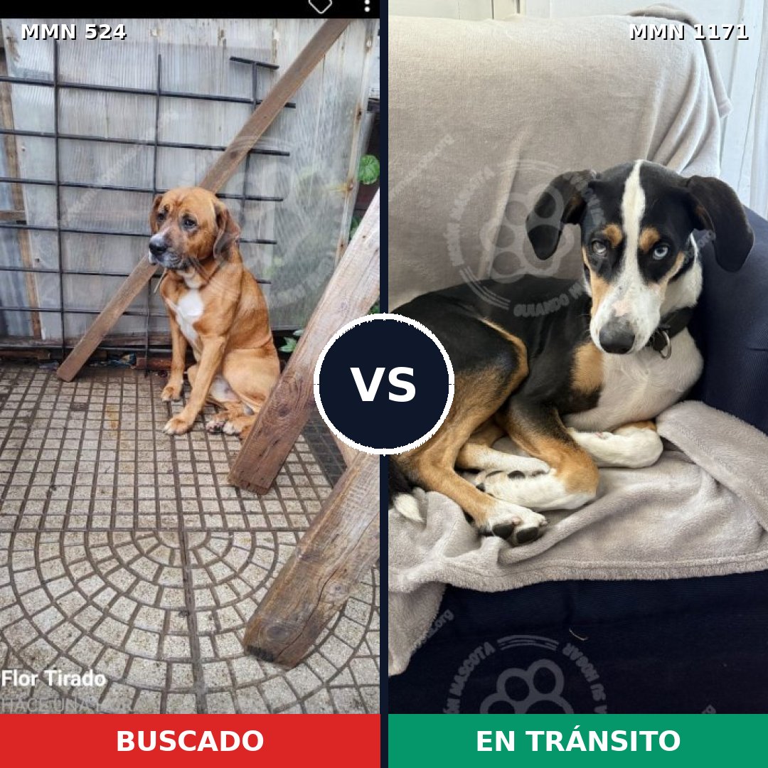 Comparativa MMS 17839: mascota perdida y mascota encontrada, 64% de similitud