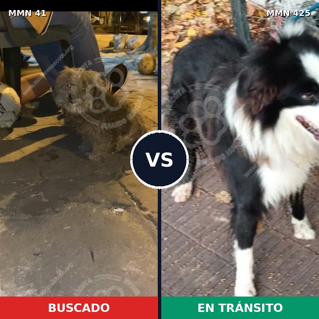 Comparativa MMS 1784: mascota perdida y mascota encontrada, 49% de similitud
