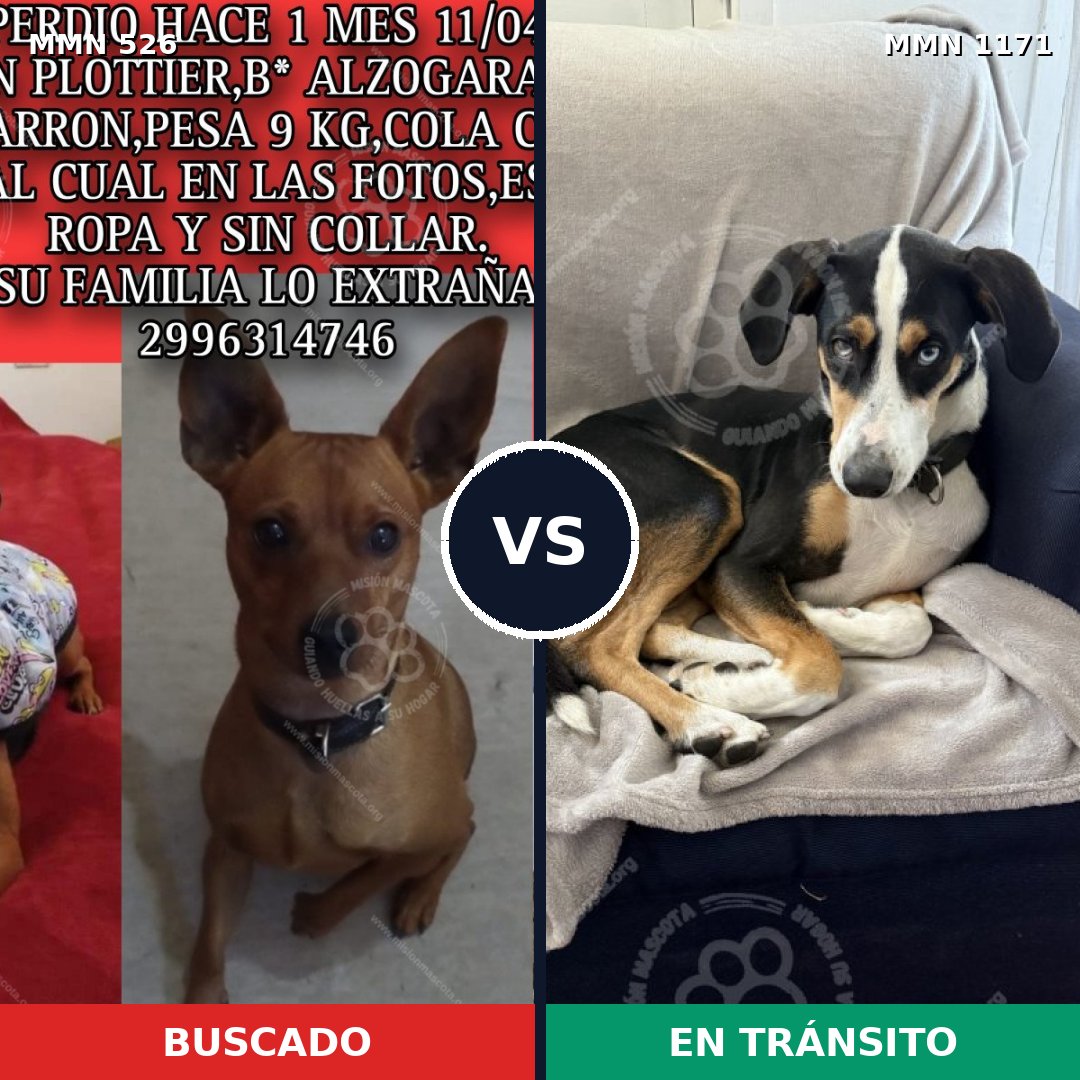 Comparativa MMS 17840: mascota perdida y mascota encontrada, 32% de similitud