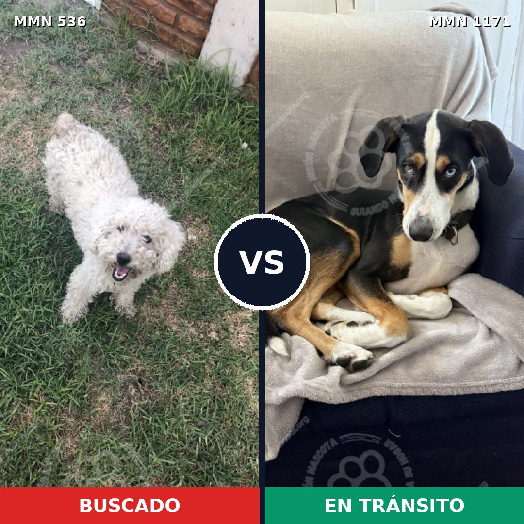 Comparativa MMS 17842: mascota perdida y mascota encontrada, 44% de similitud