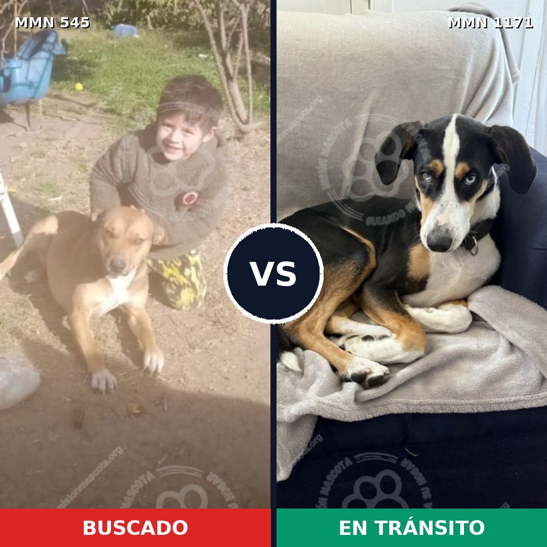 Comparativa MMS 17843: mascota perdida y mascota encontrada, 61% de similitud