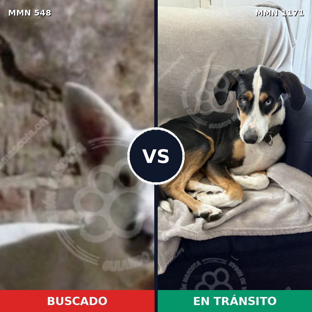 Comparativa MMS 17844: mascota perdida y mascota encontrada, 61% de similitud