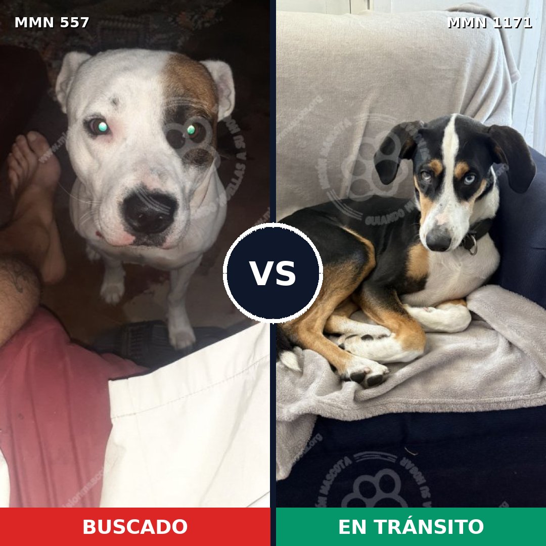 Comparativa MMS 17845: mascota perdida y mascota encontrada, 57% de similitud