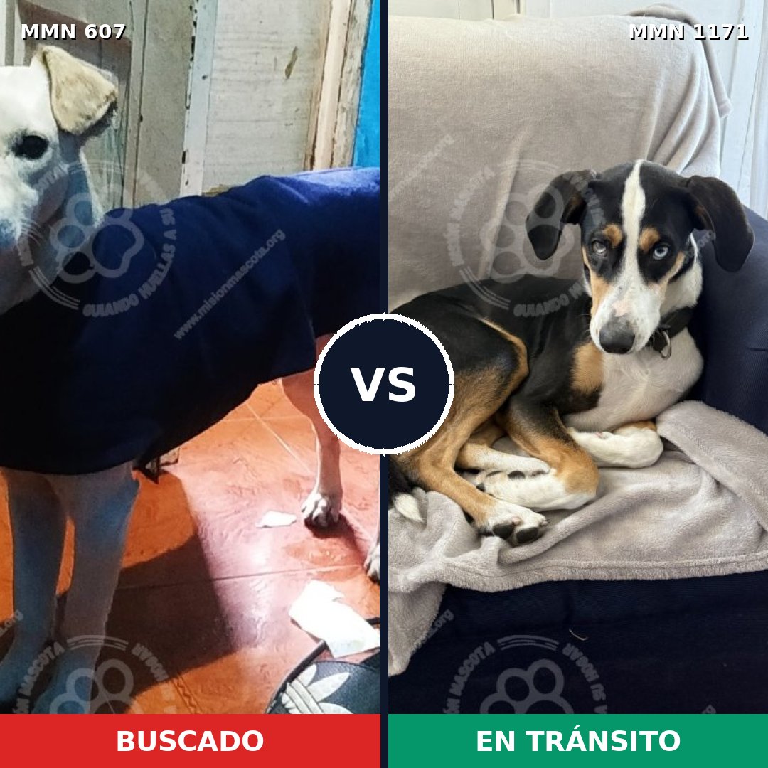 Comparativa MMS 17849: mascota perdida y mascota encontrada, 79% de similitud