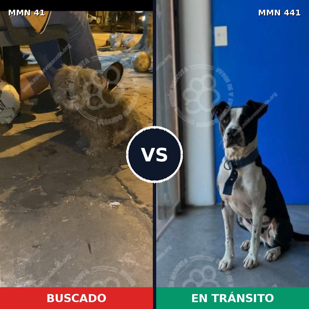 Comparativa MMS 1785: mascota perdida y mascota encontrada, 50% de similitud