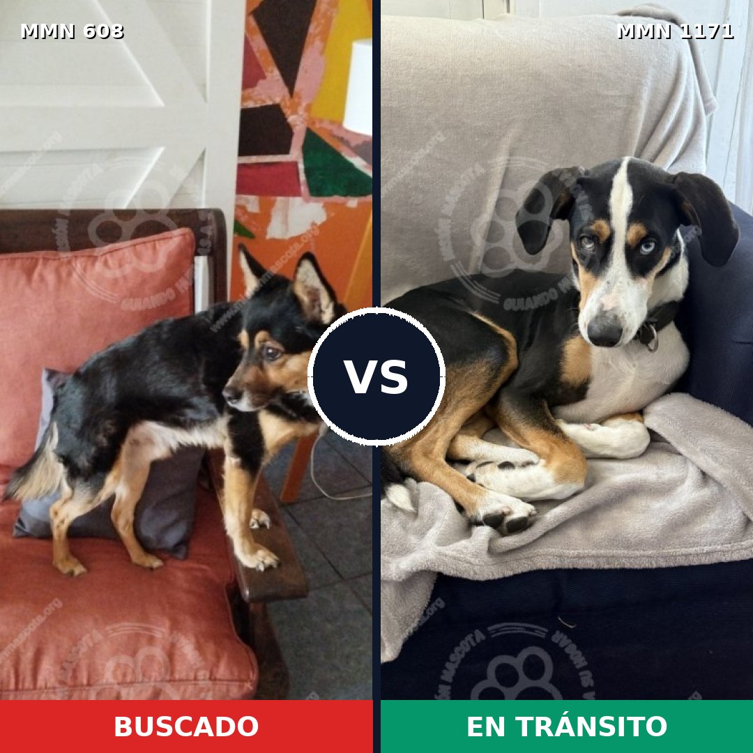 Comparativa MMS 17850: mascota perdida y mascota encontrada, 77% de similitud