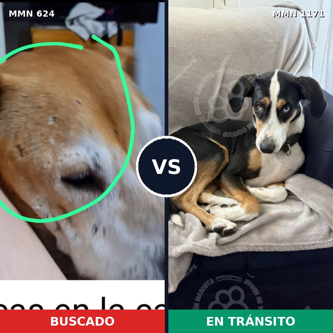 Comparativa MMS 17852: mascota perdida y mascota encontrada, 38% de similitud
