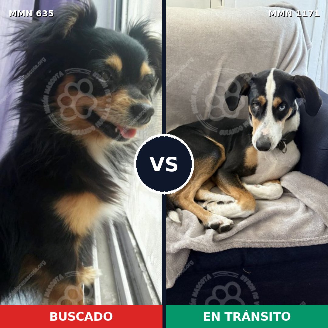 Comparativa MMS 17854: mascota perdida y mascota encontrada, 30% de similitud